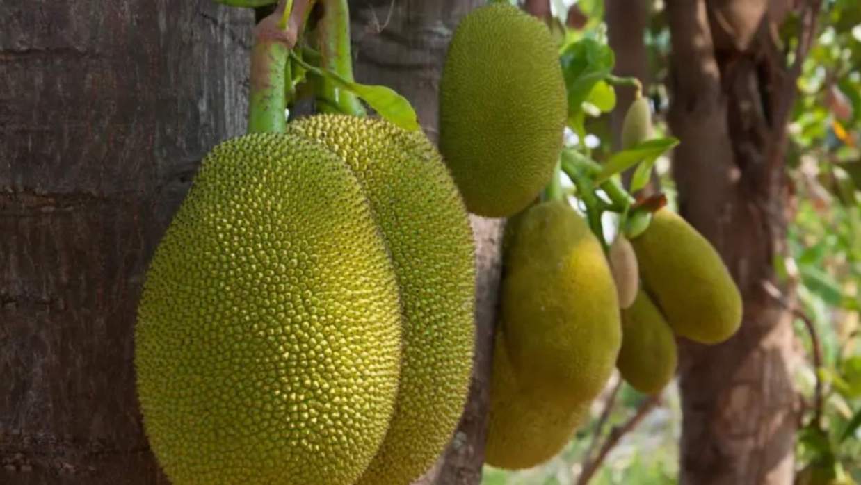 কাঁঠাল