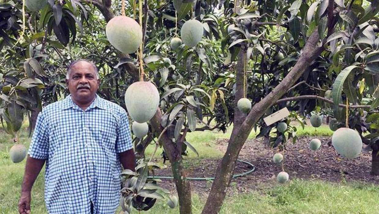 আমবাগানে আব্দুল্লাহ মো. হোসেন মাসুদ