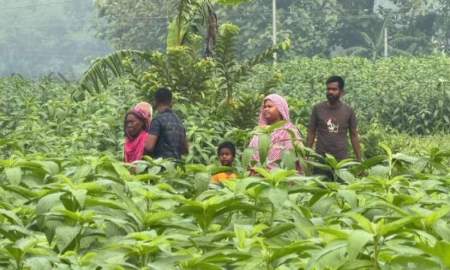 মেহেরপুর সীমান্তে থাকা ছয়জনকে ফিরিয়ে নিল বিএসএফ