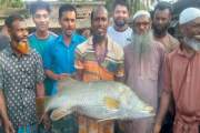 নদীতে ধরা পড়ল ১২ কেজির ভেটকি, ১৩ হাজার ২০০ টাকায় বিক্রি
