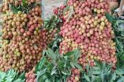 দিনাজপুরে জমে উঠেছে লিচুর বাজার