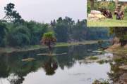 সাতক্ষীরা সীমান্তে বিএসএফের পুশইনের আশঙ্কা, সর্বোচ্চ সতর্কত…