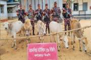 সীমান্তে ৫ ভারতীয় গরু আটক, নেওয়া হচ্ছে আইনি ব্যবস্থা