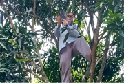 নেটওয়ার্ক খুঁজতে আম গাছে প্রধান শিক্ষক, কী ঘটেছিল?
