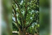 জেলা প্রশাস‌কের হস্ত‌ক্ষে‌পে রক্ষা পে‌ল শতবর্ষী বটগাছ