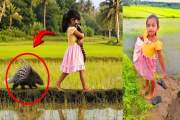 কোলে গন্ধগোকুল-পেছনে হাঁটছে সজারু: ফেসবুকে ভাইরাল শিশু মেয়ে…