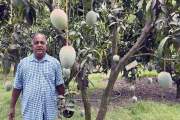বাবা-মায়ের স্মৃতি ধরে রাখতে গড়ে তুলেছেন ৭৫ প্রজাতির আমের বা…