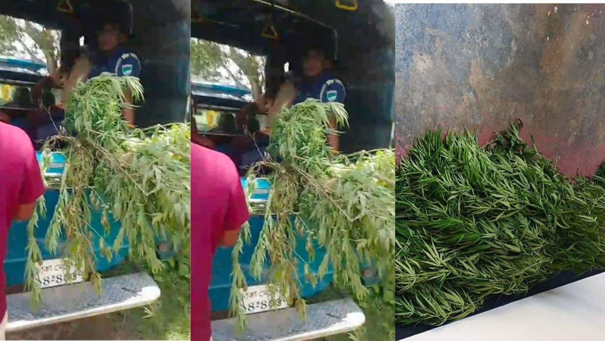 পানের বরজে গাঁজা চাষ