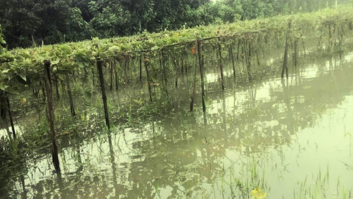 টানা বৃষ্টিতে ডুবে গেল যশোরে ৩ ইউনিয়নের সবজিখেত