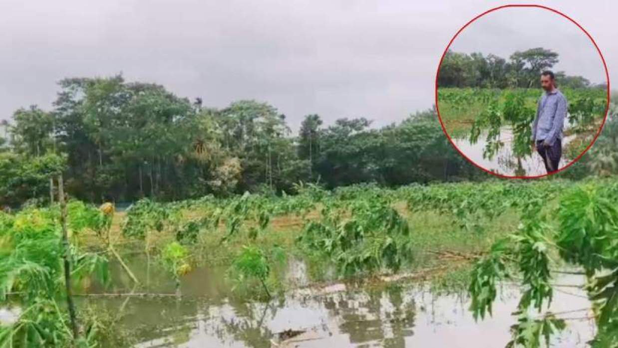 টানা বৃষ্টি ও জলাবদ্ধতায় ক্ষতিগ্রস্ত সবজি ক্ষেত (ইনসেটে আল ফাহাদ)