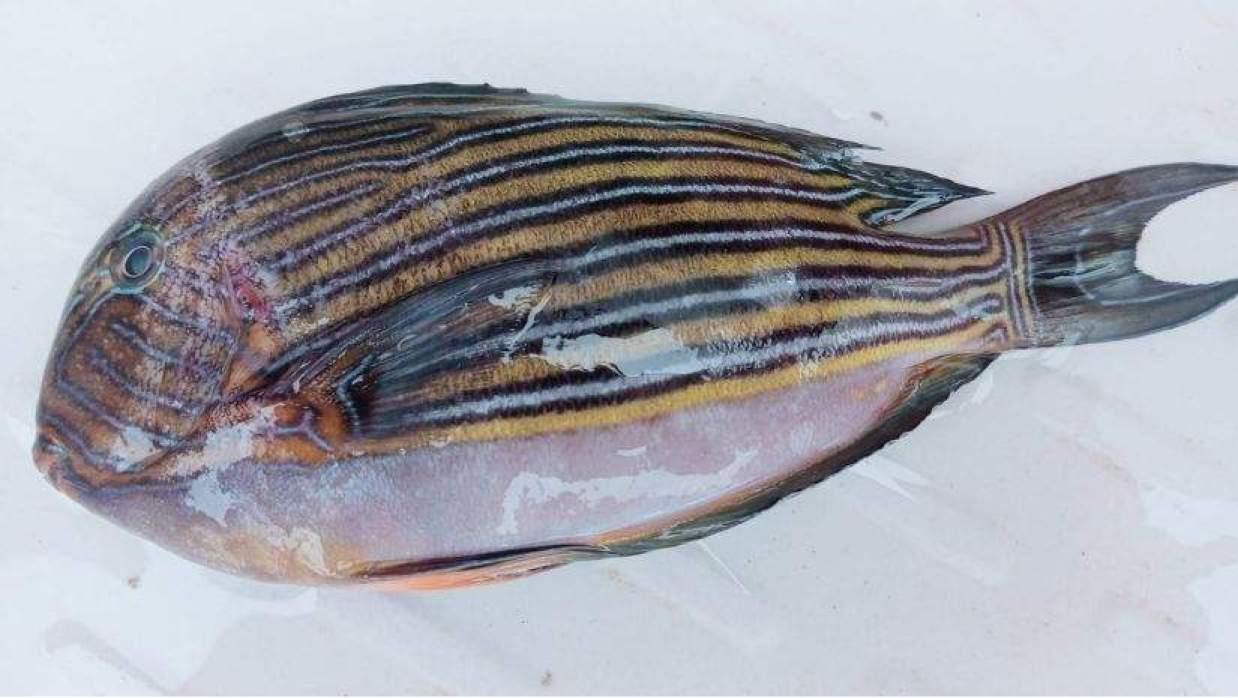 বিরল প্রজাতির সামুদ্রিক মাছ ‘লাইন্ড সার্জনফিশ