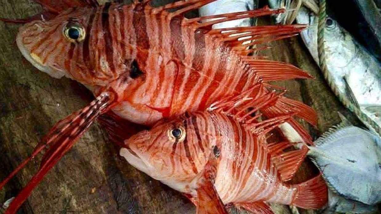 এক জেলে ধরা পড়া দুটি ‘লায়ন ফিশ’