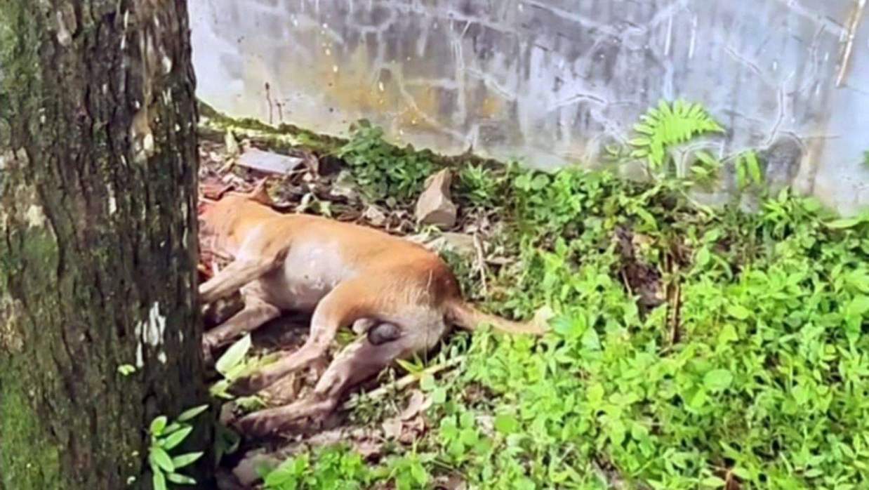 শেরপুরে ১ কুকুরের কামড়ে ২৯ জন আহত