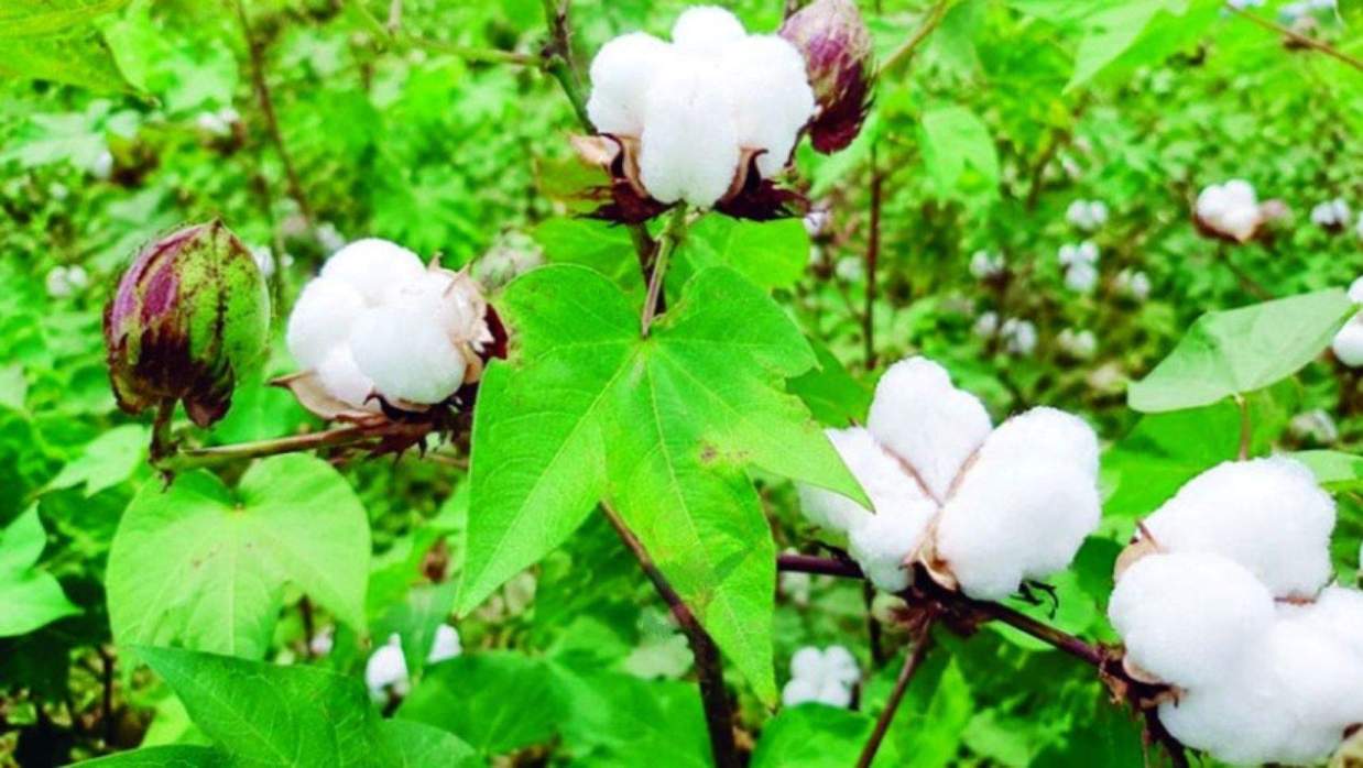 তুলা চাষ
