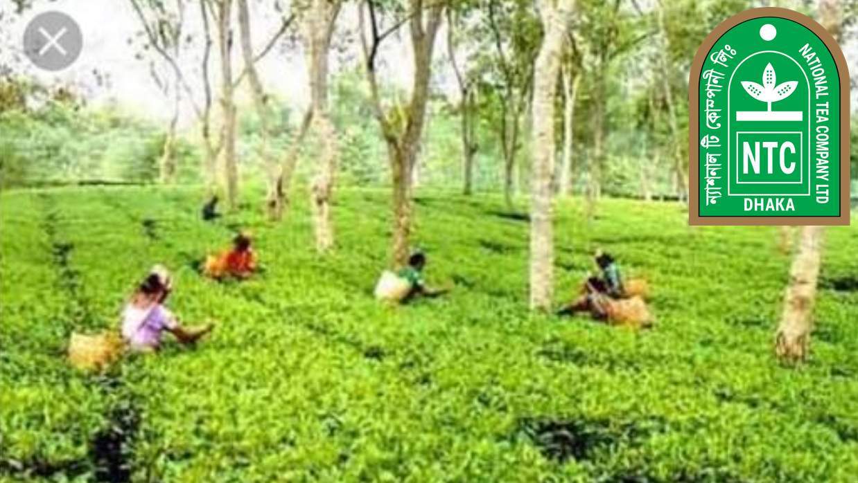 ৪ পদে কর্মী নিয়োগে আবেদন চলছে ন্যাশনাল টি কোম্পানি লিমিটেডে