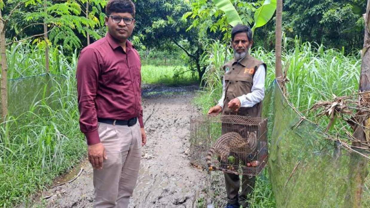 পাবনায় বিরল প্রজাতির গন্ধগোকুল উদ্ধারের পর অবমুক্ত