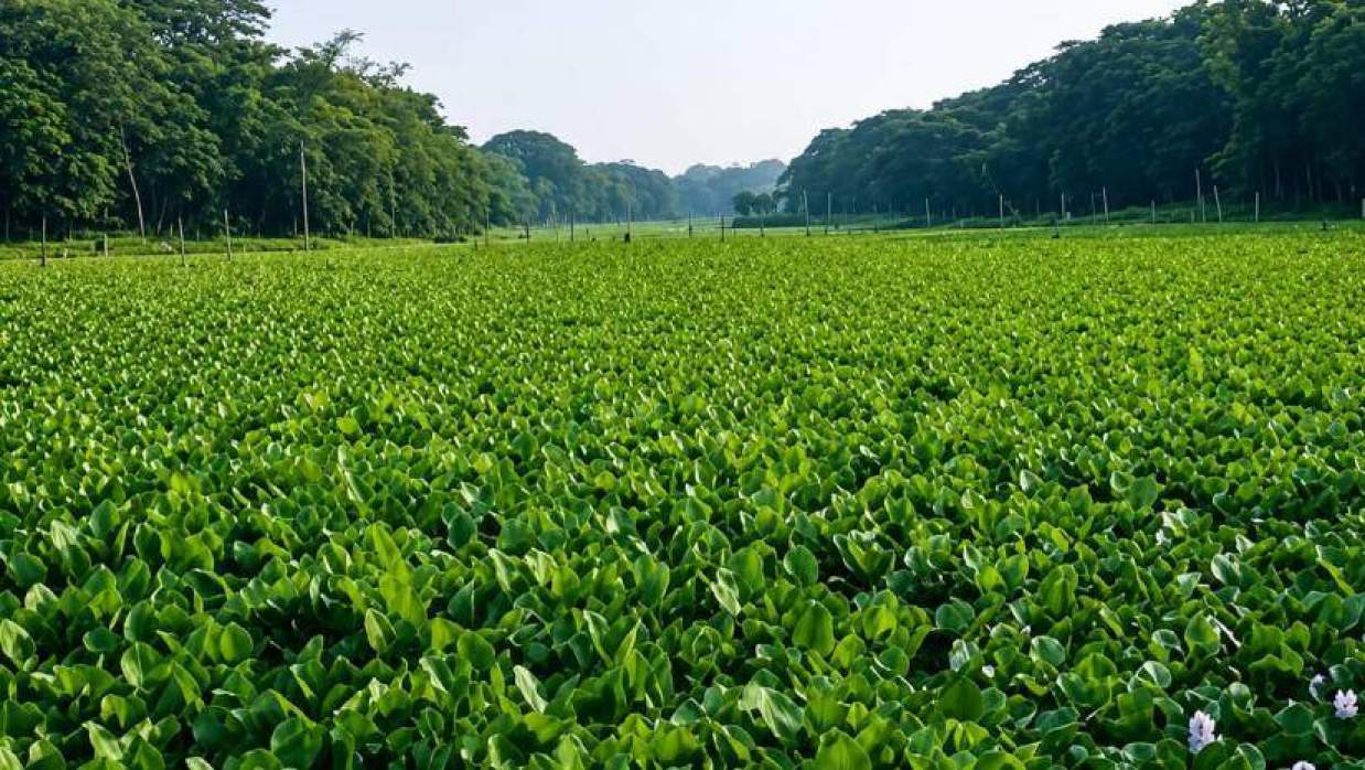 কচুরিপানায় ব্যাহত পানিপ্রবাহ 