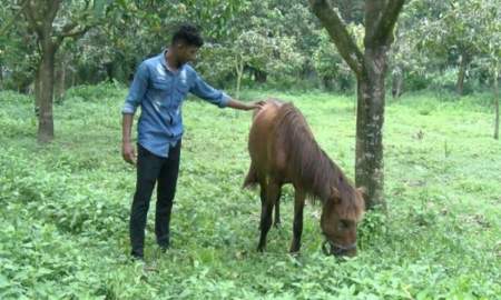 অন্ধ ঘোড়াকে আশ্রয় দেওয়া কলেজছাত্রকে উপহার দিলেন প্রধানমন্ত্রী