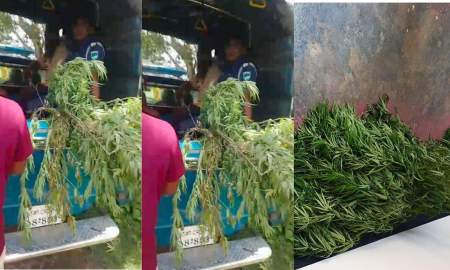 ঝিনাইদহে পানের বরজে গাঁজা চাষ, কৃষক আটক