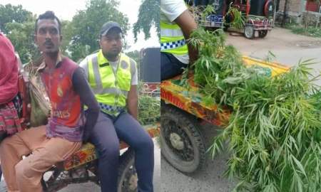 বেগুনখেতে গাঁজা চাষ, যুবক আটক, গাছ উদ্ধার