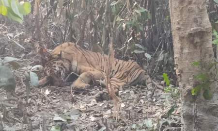 ৬ মাস চিকিৎসার পর সুন্দরবনে ফিরছে সেই আহত বাঘিনী