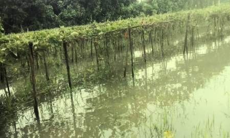 টানা বৃষ্টিতে ডুবে গেল যশোরে ৩ ইউনিয়নের সবজিখেত