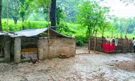 রাবির হরিজন পল্লিতে বাণিজ্যিকভাবে শূকর পালন, দুর্গন্ধে অতিষ্ঠ পল্লিবাসী