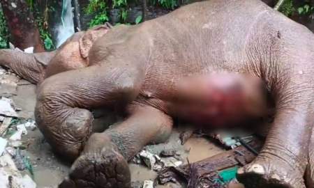বাঁচানো গেলো না পাহাড় থেকে পড়ে গুরুতর আহত মা হাতিটিকে