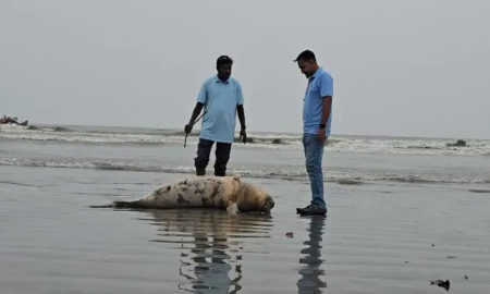 কুয়াকাটা সৈকতে আবারও ভেসে এলো মৃত ডলফিন