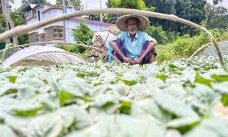যশোরে টানা বৃষ্টিতে নষ্ট কোটি টাকার সবজির চারা, দুশ্চিন্তায় কৃষক