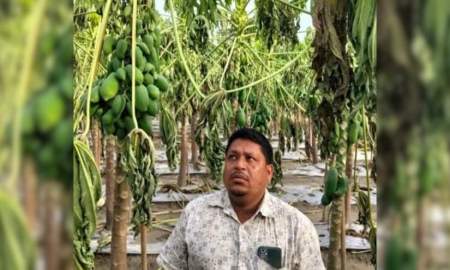 বন্যায় বিক্রির আগেই সর্বনাশ, ২০ লাখ টাকার পেঁপে বাগান হারিয়ে দিশেহারা কৃষক