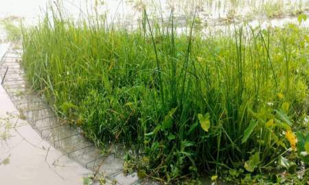 নিষিদ্ধ চায়না দুয়ারিতে বিপর্যস্ত নলছিটির জলাশয়, হুমকিতে দেশি মাছের অস্তিত্ব