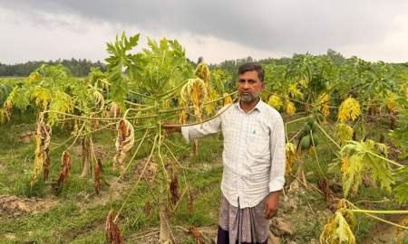 বন্যায় ২০ হেক্টরের ১৬ হেক্টর পেঁপে বাগানই ক্ষতির মুখে, বিপাকে ১৯৭ চাষি