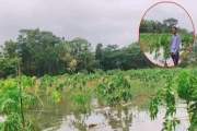চাকরি হারিয়ে কৃষিতে স্বপ্ন, টানা বৃষ্টিতে ভেসে গেল ফাহাদের…