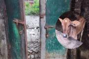 ঝিনাইদহে এক রাতে ৭ গরু চুরি, আতঙ্কে খামারিরা