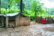 রাবির হরিজন পল্লিতে বাণিজ্যিকভাবে শূকর পালন, দুর্গন্ধে অতিষ…