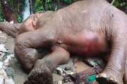 বাঁচানো গেলো না পাহাড় থেকে পড়ে গুরুতর আহত মা হাতিটিকে