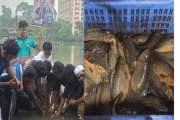 ঢাবির কেন্দ্রীয় খেলার মাঠে দেশি কৈ ছাড়ল ডাকসু 