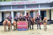 সীমান্তে বিজিবির অভিযানে ভারতীয় গরু জব্দ