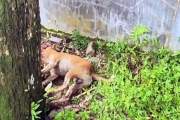 শেরপুরে ১ কুকুরের কামড়ে ২৯ জন আহত