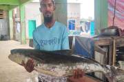 জেলের জালে ধরা পড়া ২০ কেজির ‘সামুদ্রিক শোল’ ১৪ হাজারে বিক্রি