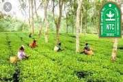 ন্যাশনাল টি কোম্পানি লিমিটেডে বিভিন্ন পদে চাকরি, আবেদন ৬ সে…