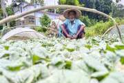 যশোরে টানা বৃষ্টিতে নষ্ট কোটি টাকার সবজির চারা, দুশ্চিন্তায়…