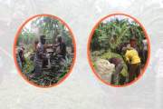আনারসের পাতায় তৈরি হচ্ছে পশুখাদ্য ‘সাইলেজ’, বাড়ছে দুধ-মাংস …