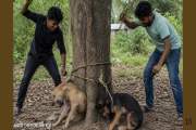 কুকুর পিটিয়ে হত্যার ঘটনায় ২ জনের বিরুদ্ধে গ্রেপ্তারি পরোয়ানা