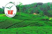 বাংলাদেশ চা বোর্ডে নিয়োগ, আবেদন শুরু ২৮ জুলাই