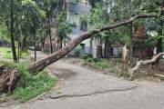 হেলে পড়া গাছ নিয়ে দুর্ঘটনার শঙ্কায় শিক্ষার্থীরা, উদাসীন কলে…