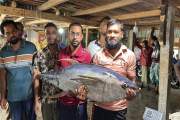কুয়াকাটায় জেলের জালে ধরা পড়ল ২৮ কেজি টুনা মাছ, ৪০ হাজার টাক…