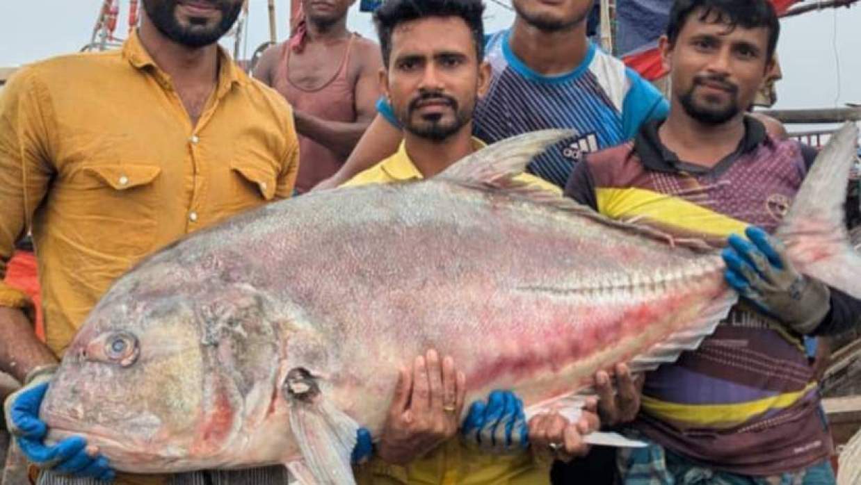জেলের জালে ধরা পড়া ৫৪ কেজি ওজনের ‘তবলা’ মাছ