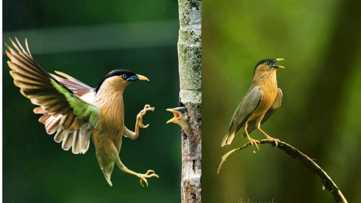 বামুনশালিক বা শঙ্খশালিক